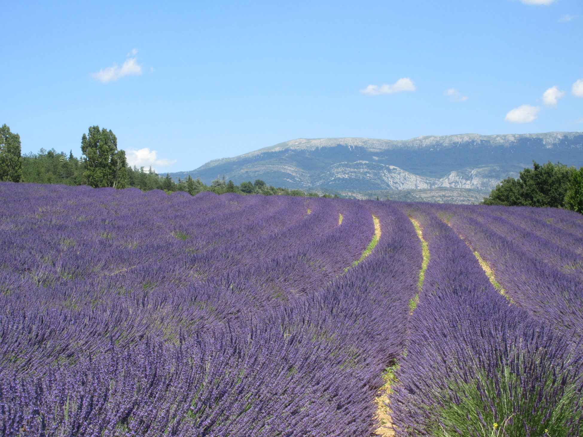 南仏プロヴァンスの夏の風物詩 一面に広がるラベンダー畑 | 旅する幸せ